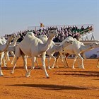 Звериная красота: на конкурсе «Miss Camel» в Саудовской Аравии верблюды (дромедар) соревновались за призовой фонд в размере 31 миллион долларов!