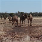 Кенийцы начинают содержать верблюдов, чтобы справиться с изменением климата.